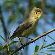 Melodious Warbler