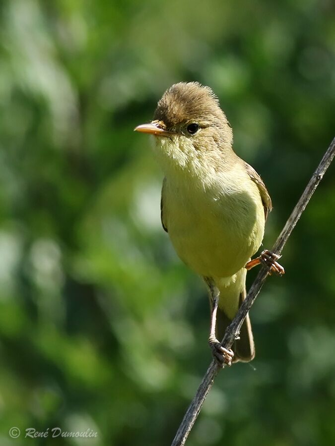 Melodious Warbler male adult breeding, identification