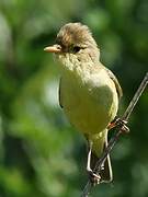 Melodious Warbler