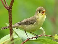 Melodious Warbler