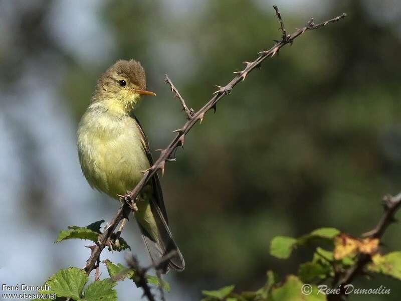 Melodious Warbler male adult, identification