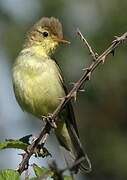 Melodious Warbler