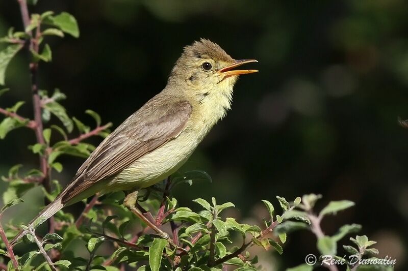 Melodious Warbler male adult, identification, song