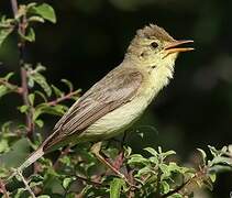 Melodious Warbler