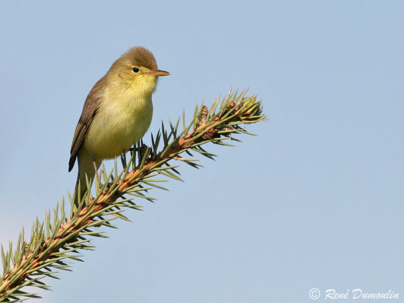 Melodious Warbler male adult