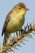 Melodious Warbler