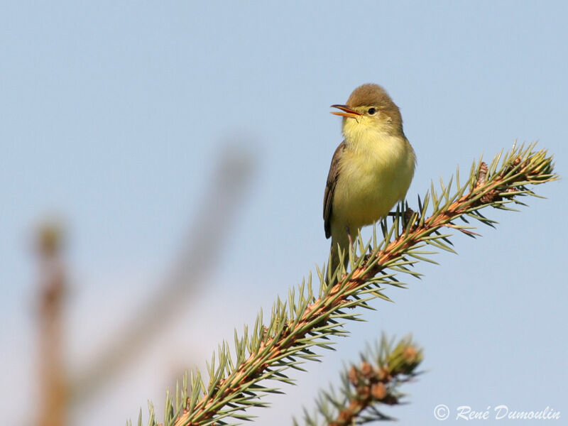 Melodious Warbler