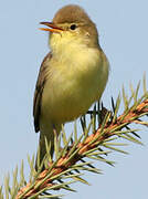 Melodious Warbler