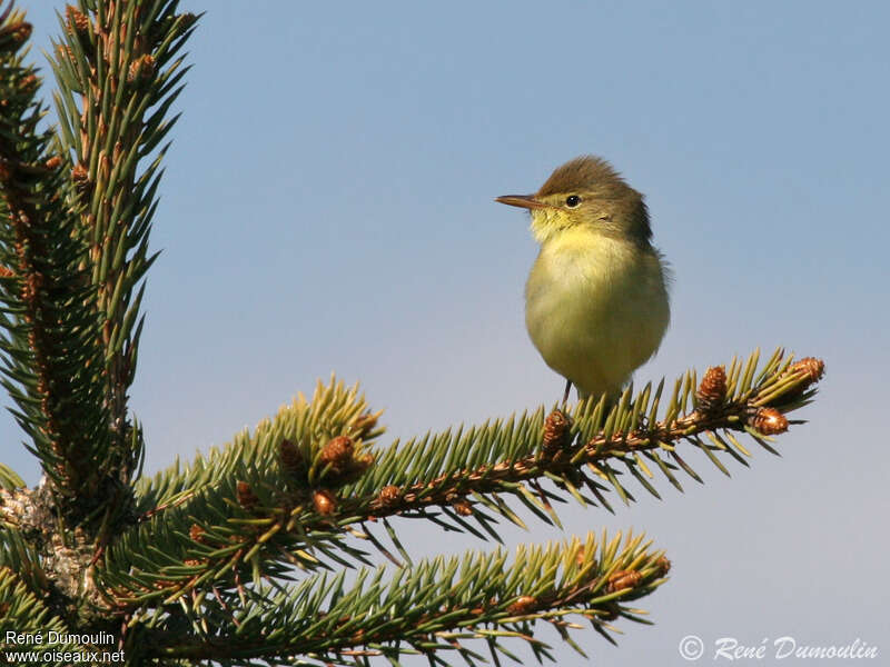 Melodious Warbler male adult breeding, close-up portrait