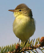 Melodious Warbler