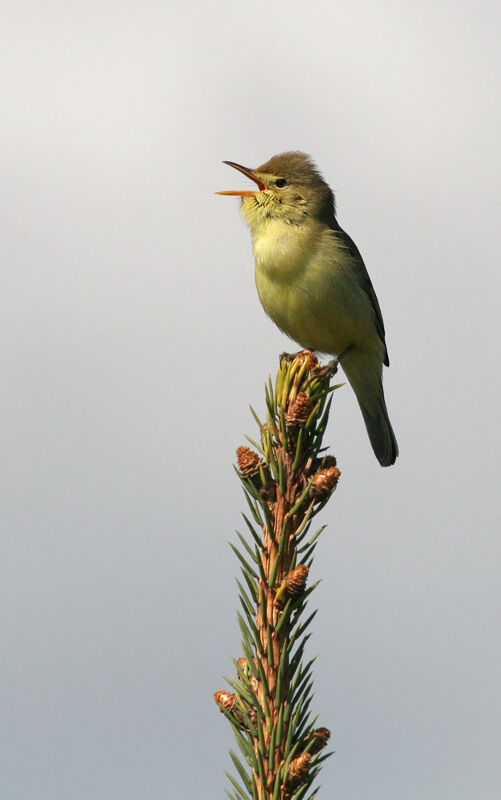 Melodious Warbler