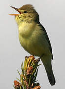 Melodious Warbler