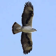 Aigle de Bonelli