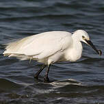 Aigrette garzette