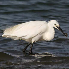 Aigrette garzette