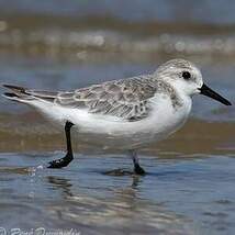 Bécasseau sanderling