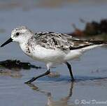 Bécasseau sanderling