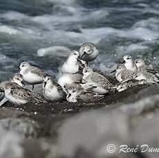 Bécasseau sanderling