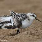 Bécasseau sanderling