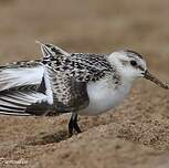 Bécasseau sanderling