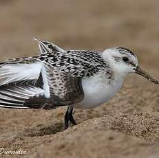 Bécasseau sanderling