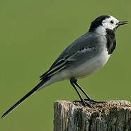 Bergeronnette Grise Motacilla Alba