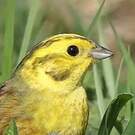 Bruant jaune