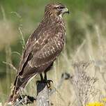 Buse variable