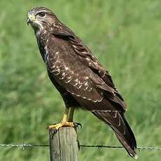 Buse variable