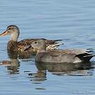 Canard chipeau