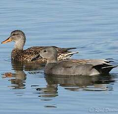 Canard chipeau