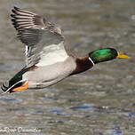 Canard colvert