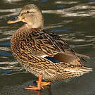 Canard colvert