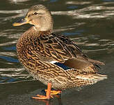 Canard colvert