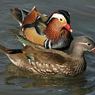 Canard mandarin