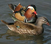 Canard mandarin