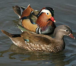 Canard mandarin