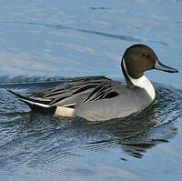 Canard pilet