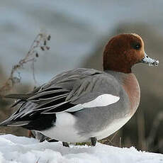 Canard siffleur