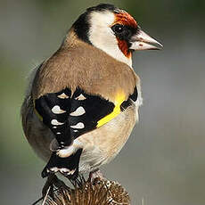 Chardonneret élégant