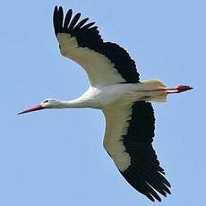 Cigogne blanche