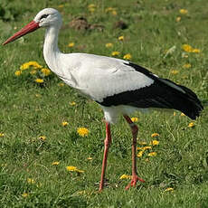 Cigogne blanche