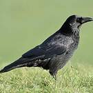 Corneille noire