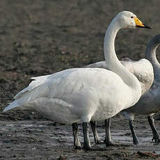 Cygne chanteur