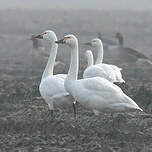 Cygne de Bewick