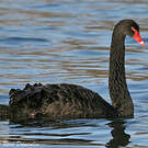 Cygne noir