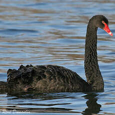 Cygne noir