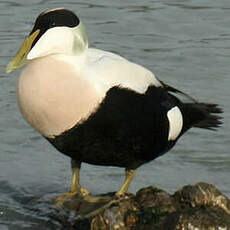 Eider à duvet