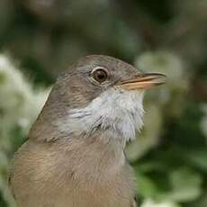 Fauvette grisette