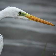 Grande Aigrette